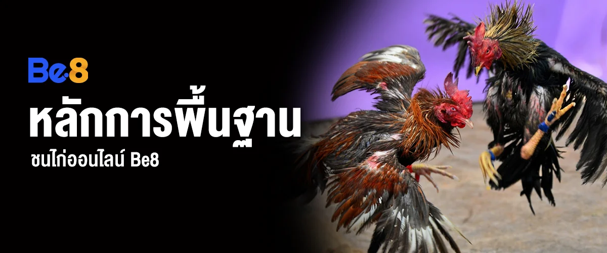 หลักการพื้นฐานชนไก่ออนไลน์ Be8